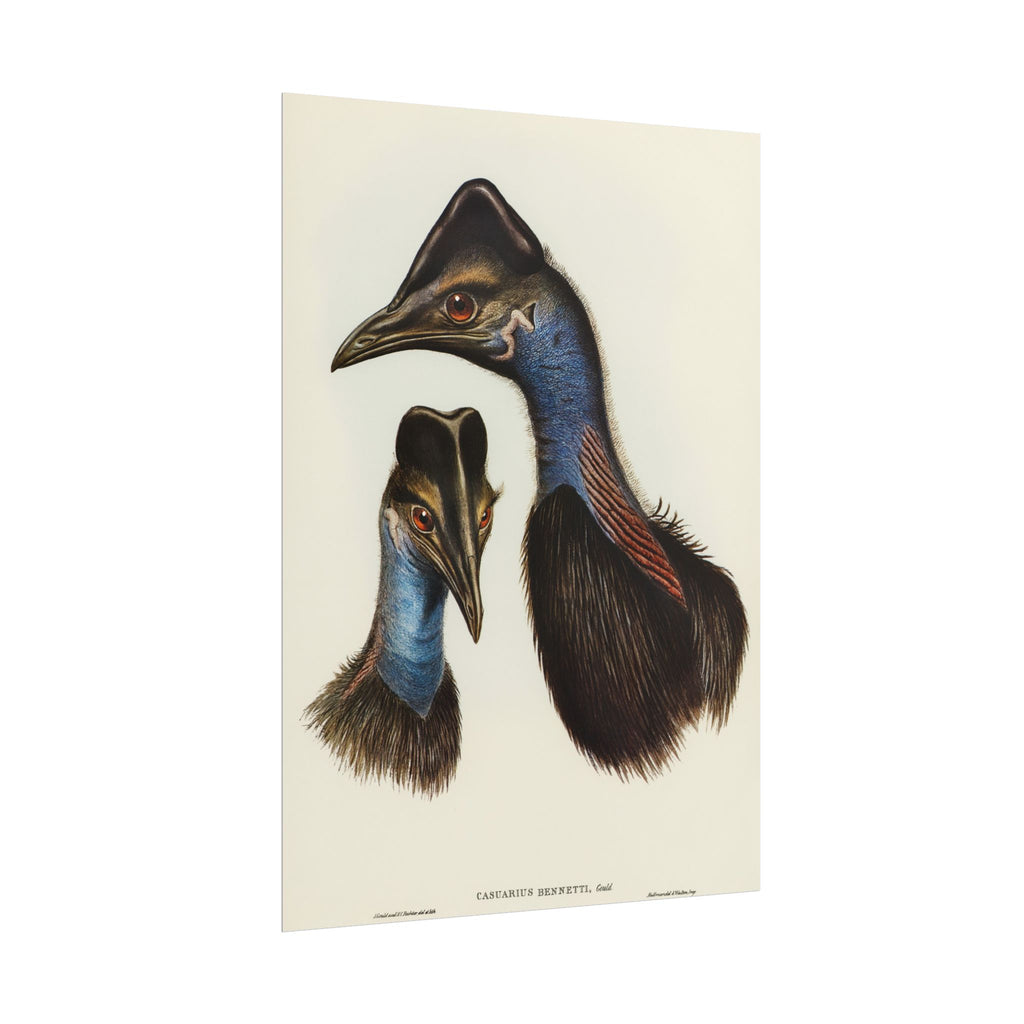 Cassowary Vintage Natural History Poster - Rolled Wall Art