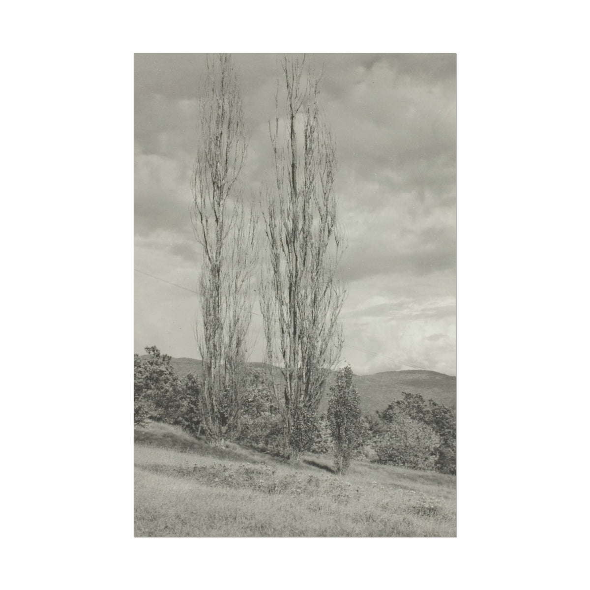 Poplars - Lake George - Alfred Stieglitz