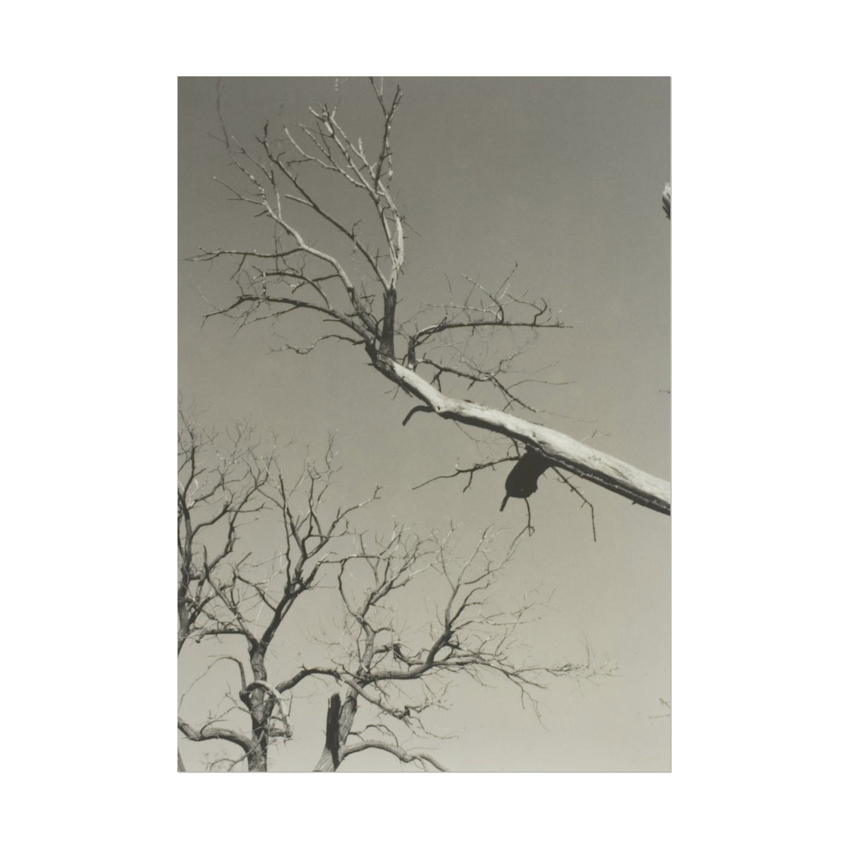 The Dying Chestnut Tree—My Teacher - Alfred Stieglitz