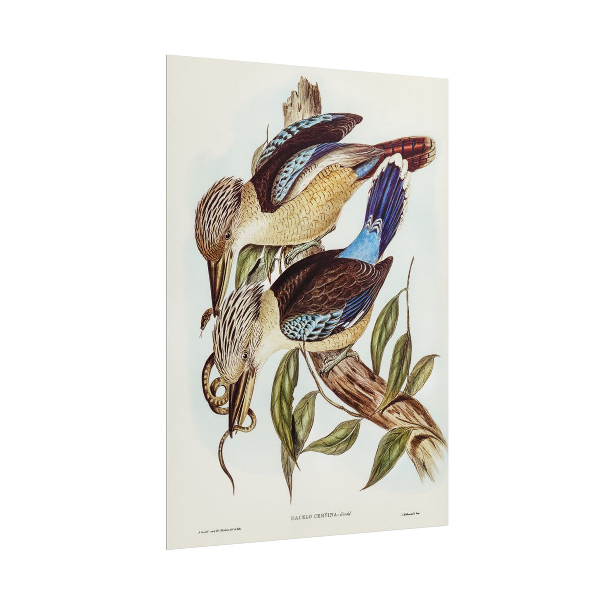 Vintage Botanical Bird Poster — Rolled Wall Art Print