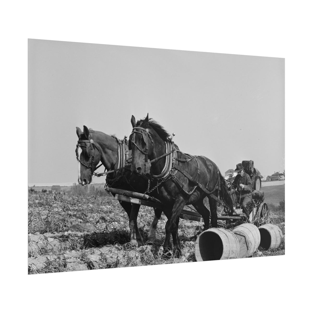 Vintage Farm Horses Rolled Poster — Black & White Rustic Plowing Print