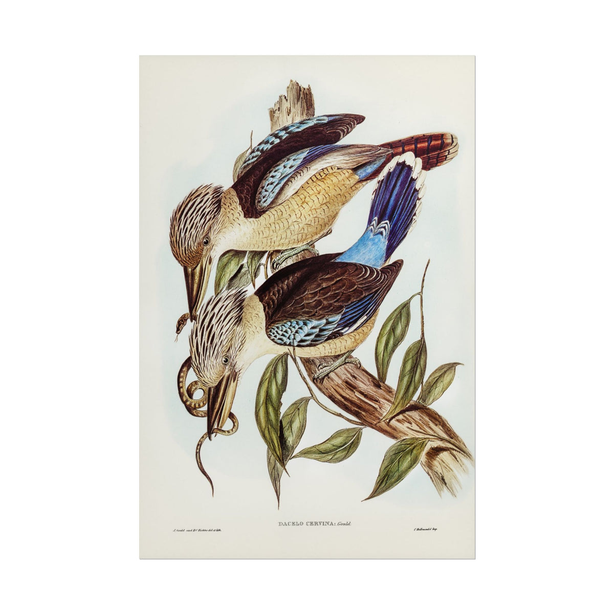 Vintage Botanical Bird Poster — Rolled Wall Art Print