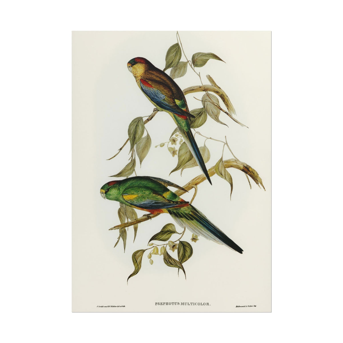 Parrot Botanical Poster — Vintage Ornithology Wall Art (Rolled Poster)