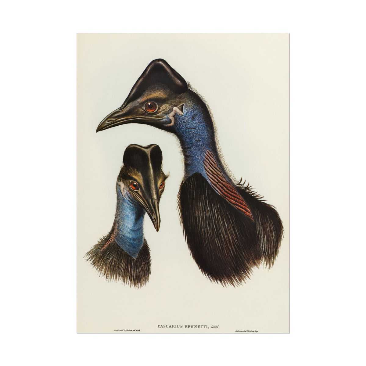 Cassowary Vintage Natural History Poster - Rolled Wall Art