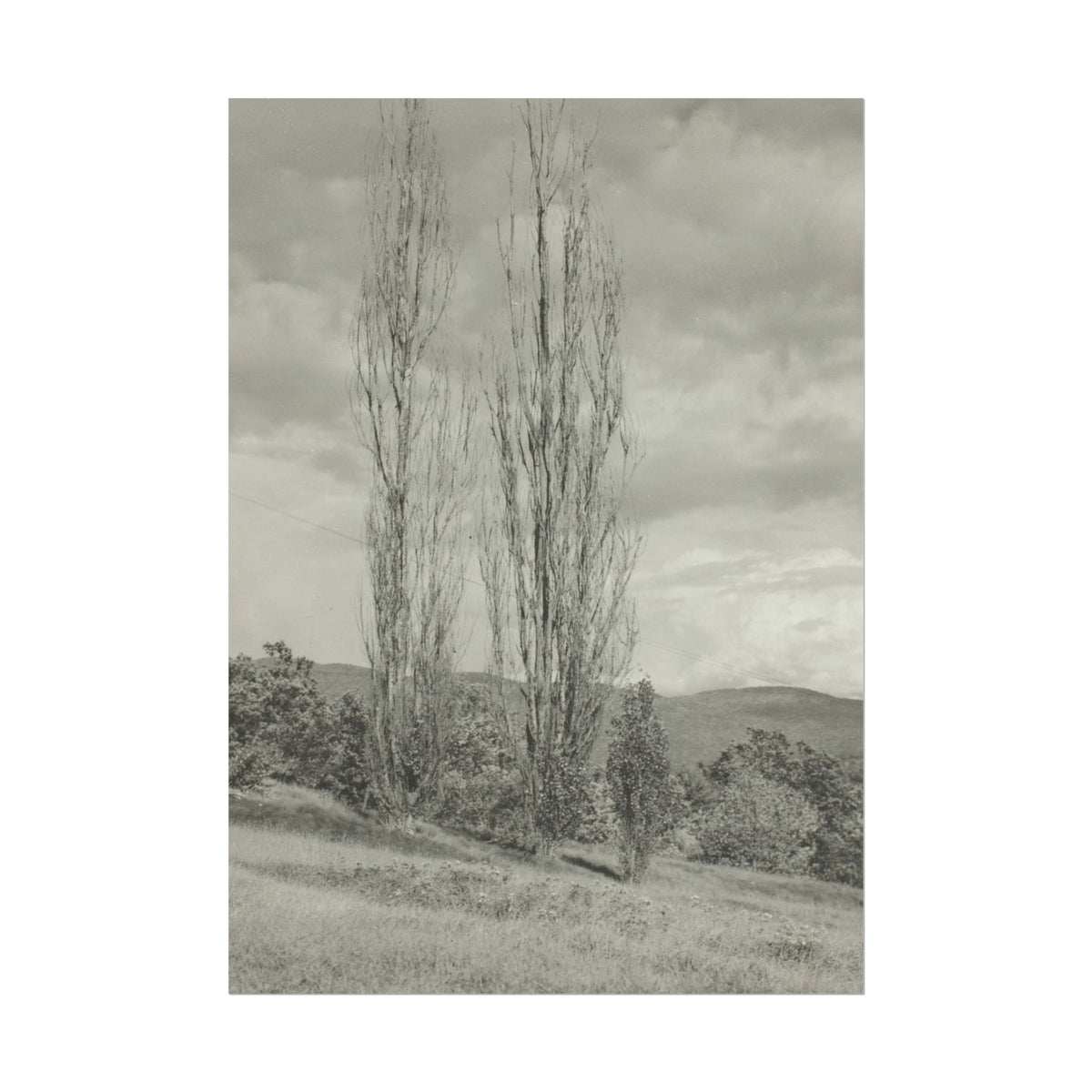 Poplars - Lake George - Alfred Stieglitz