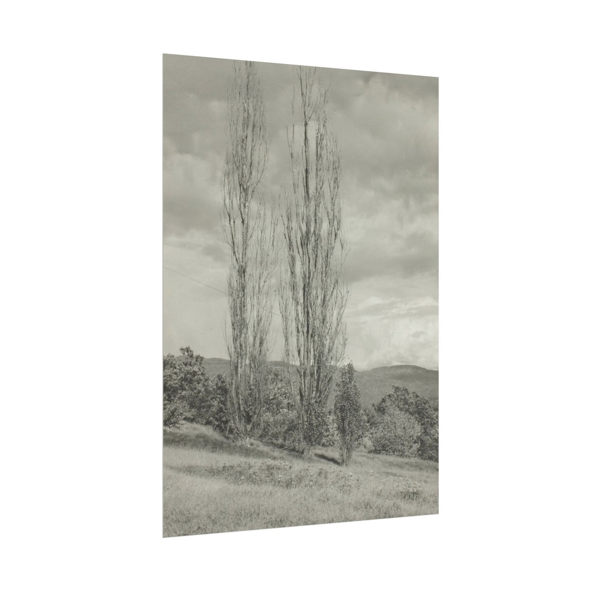 Poplars - Lake George - Alfred Stieglitz