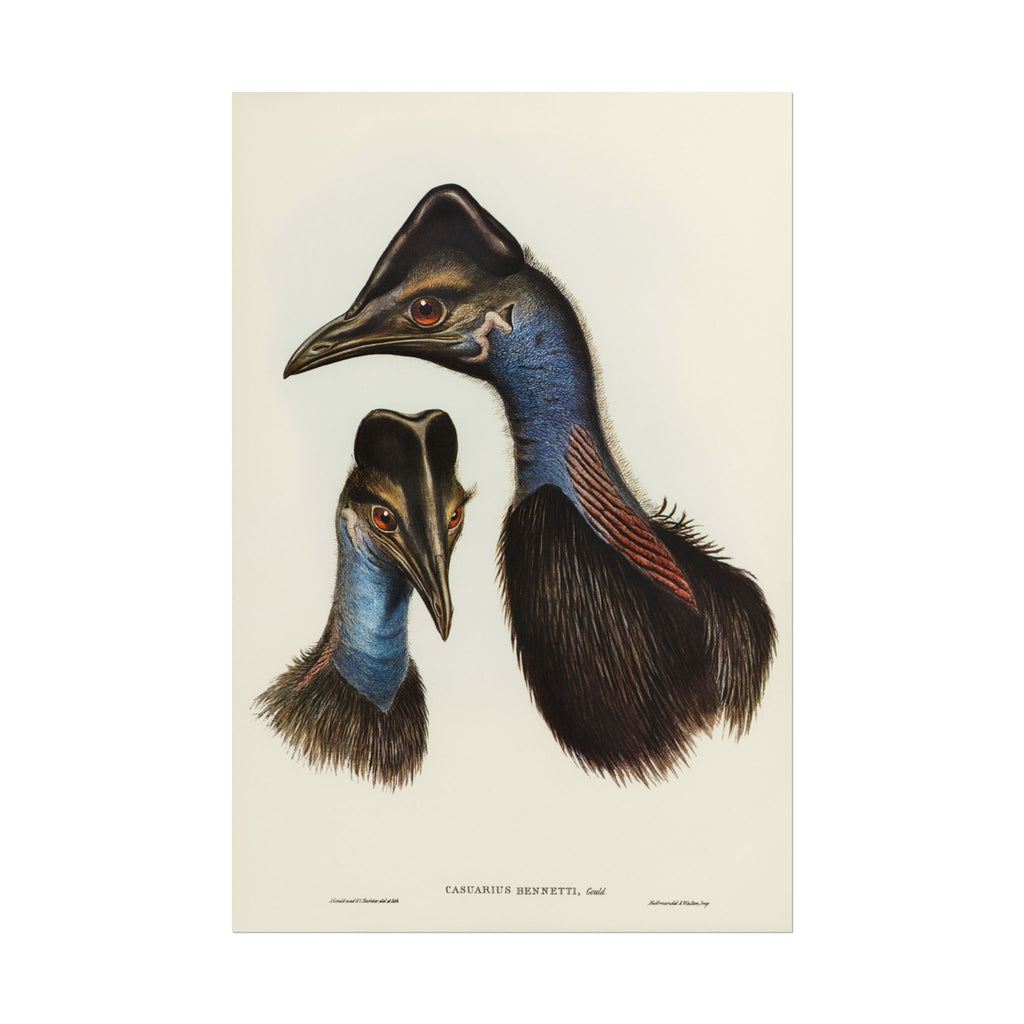 Cassowary Vintage Natural History Poster - Rolled Wall Art