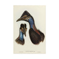 Cassowary Vintage Natural History Poster - Rolled Wall Art