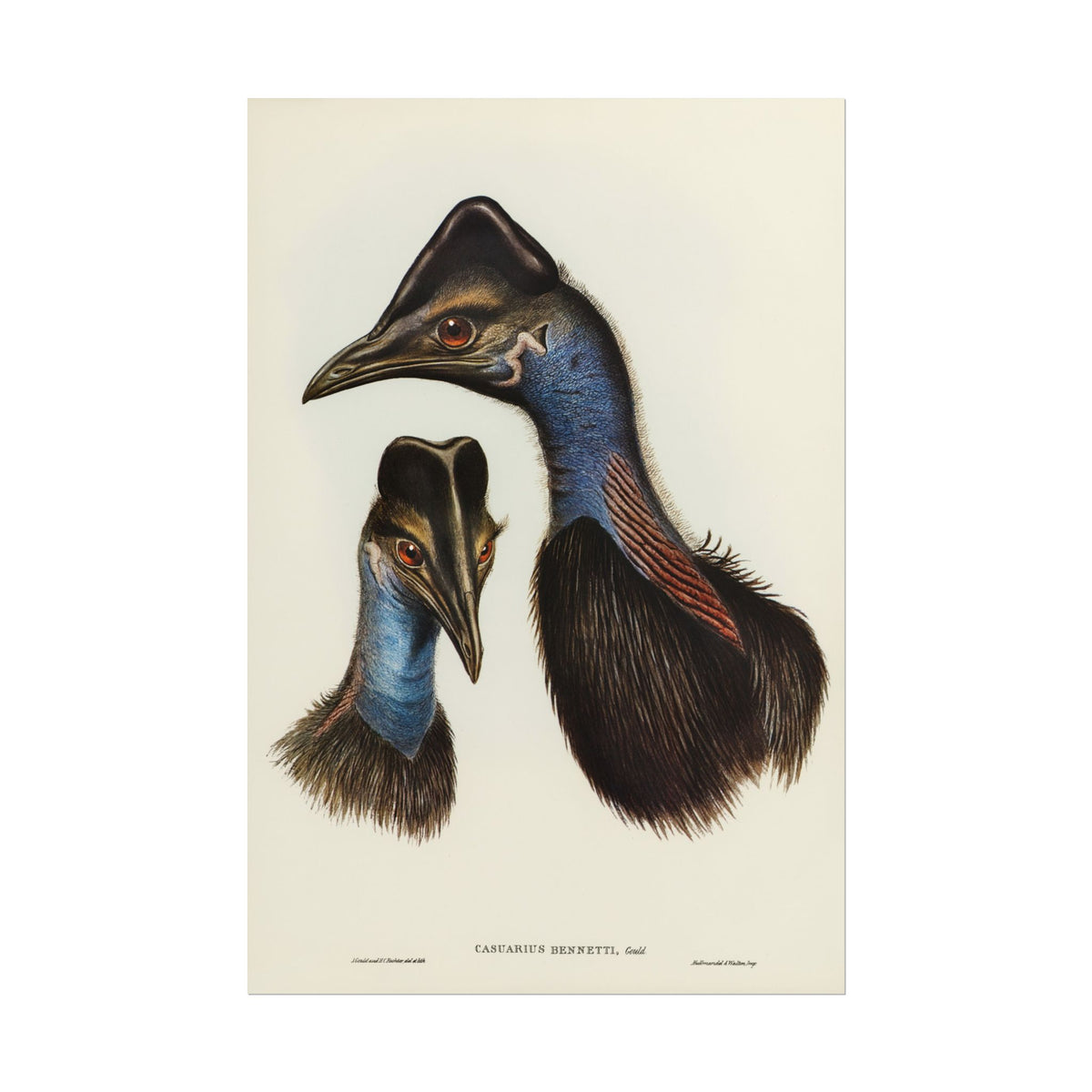 Cassowary Vintage Natural History Poster - Rolled Wall Art