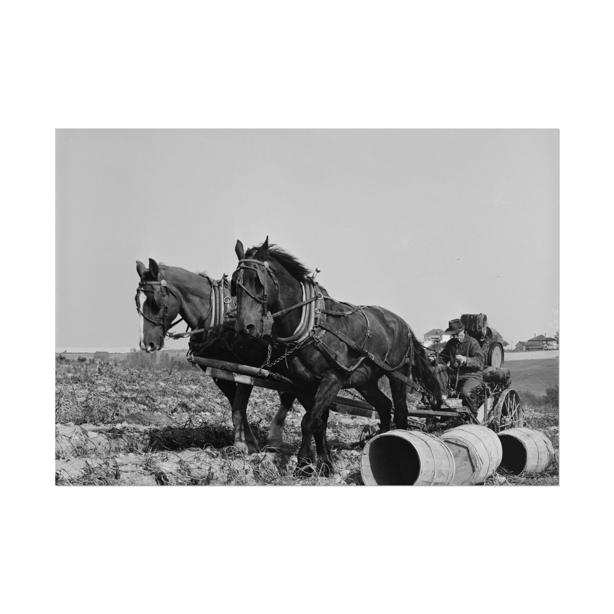 Vintage Farm Horses Rolled Poster — Black & White Rustic Plowing Print