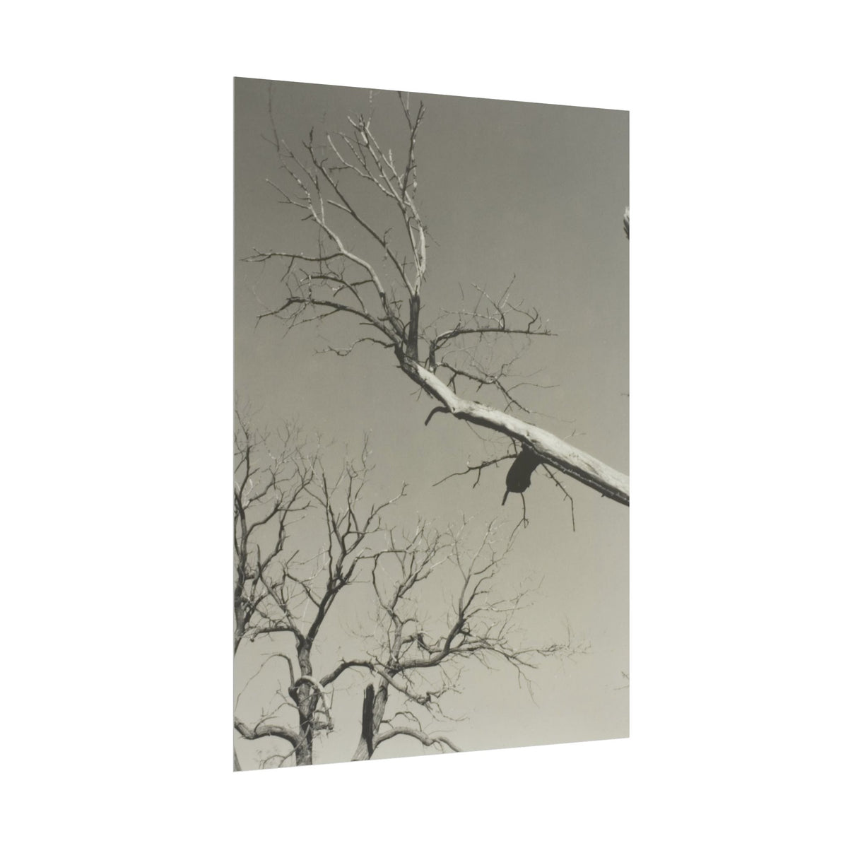 The Dying Chestnut Tree—My Teacher - Alfred Stieglitz